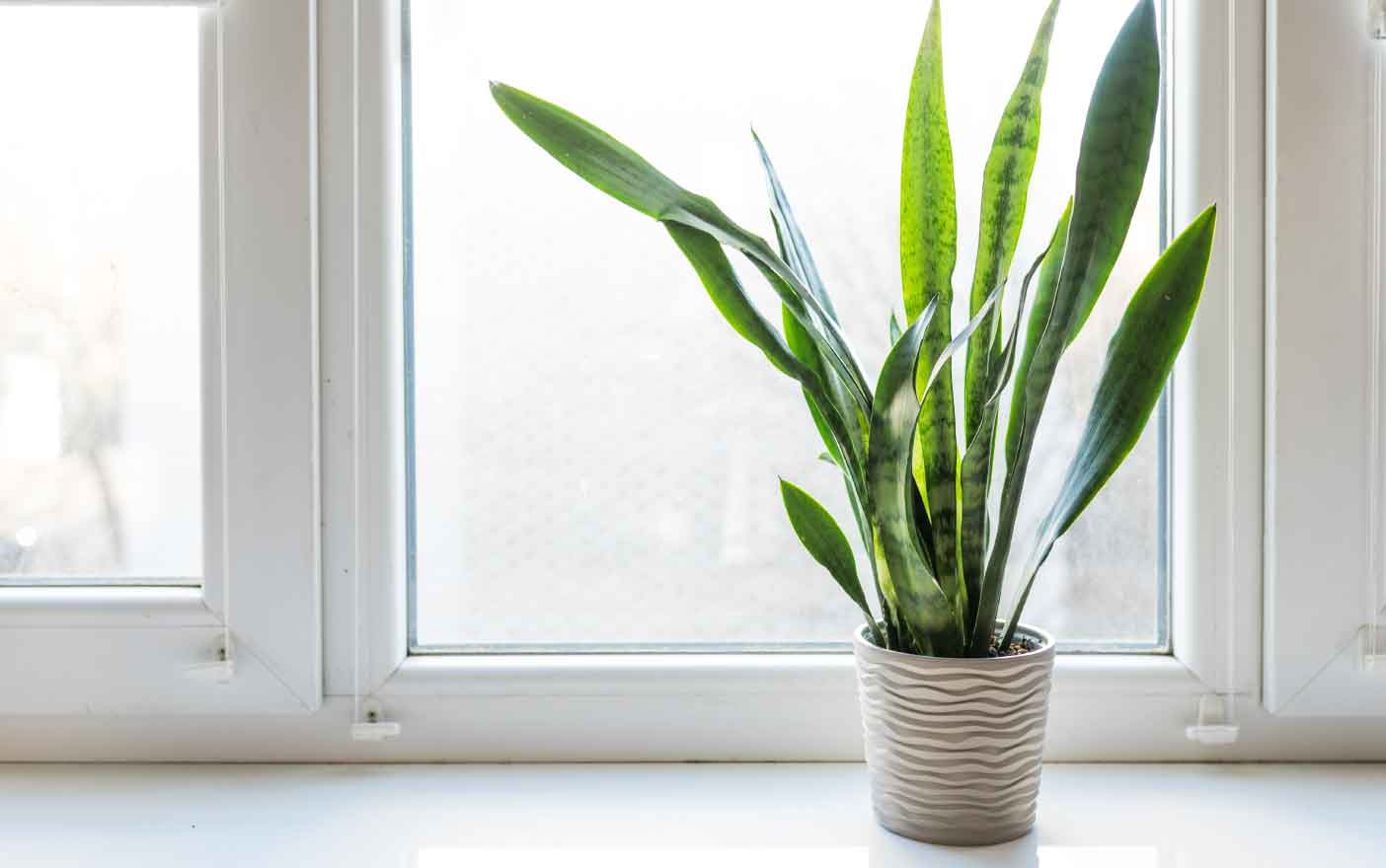 best plants for north-facing windows