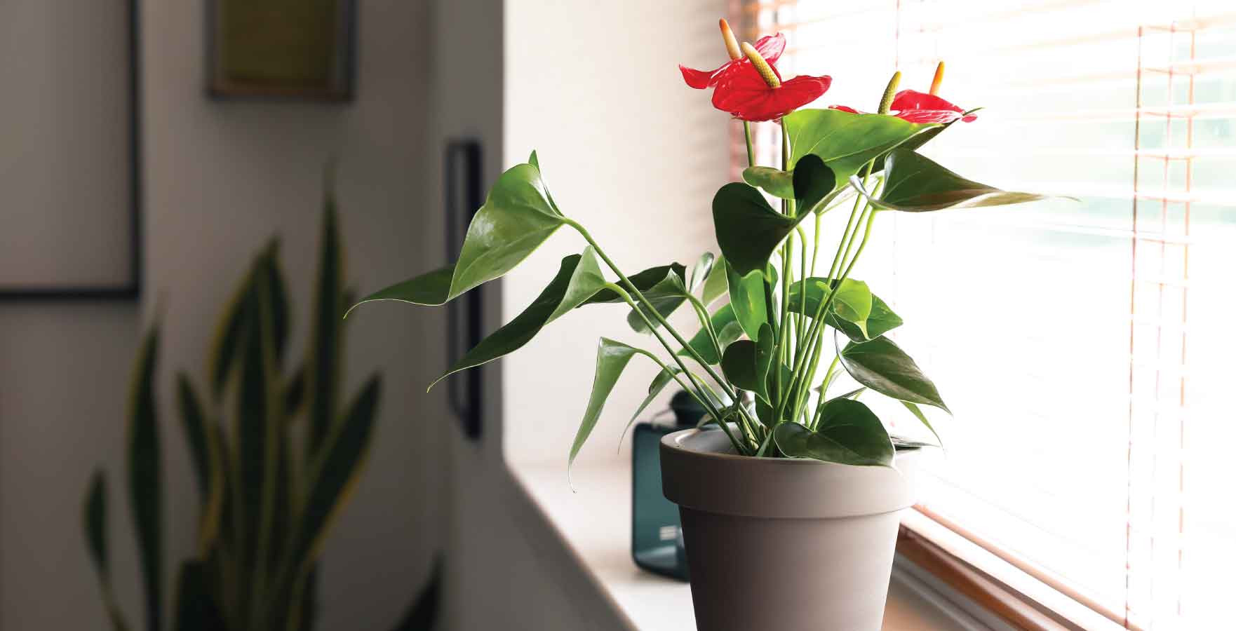 north-facing plants, Anthurium