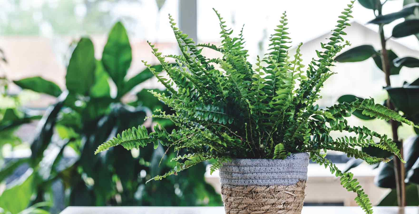 north-facing plants, Boston Fern