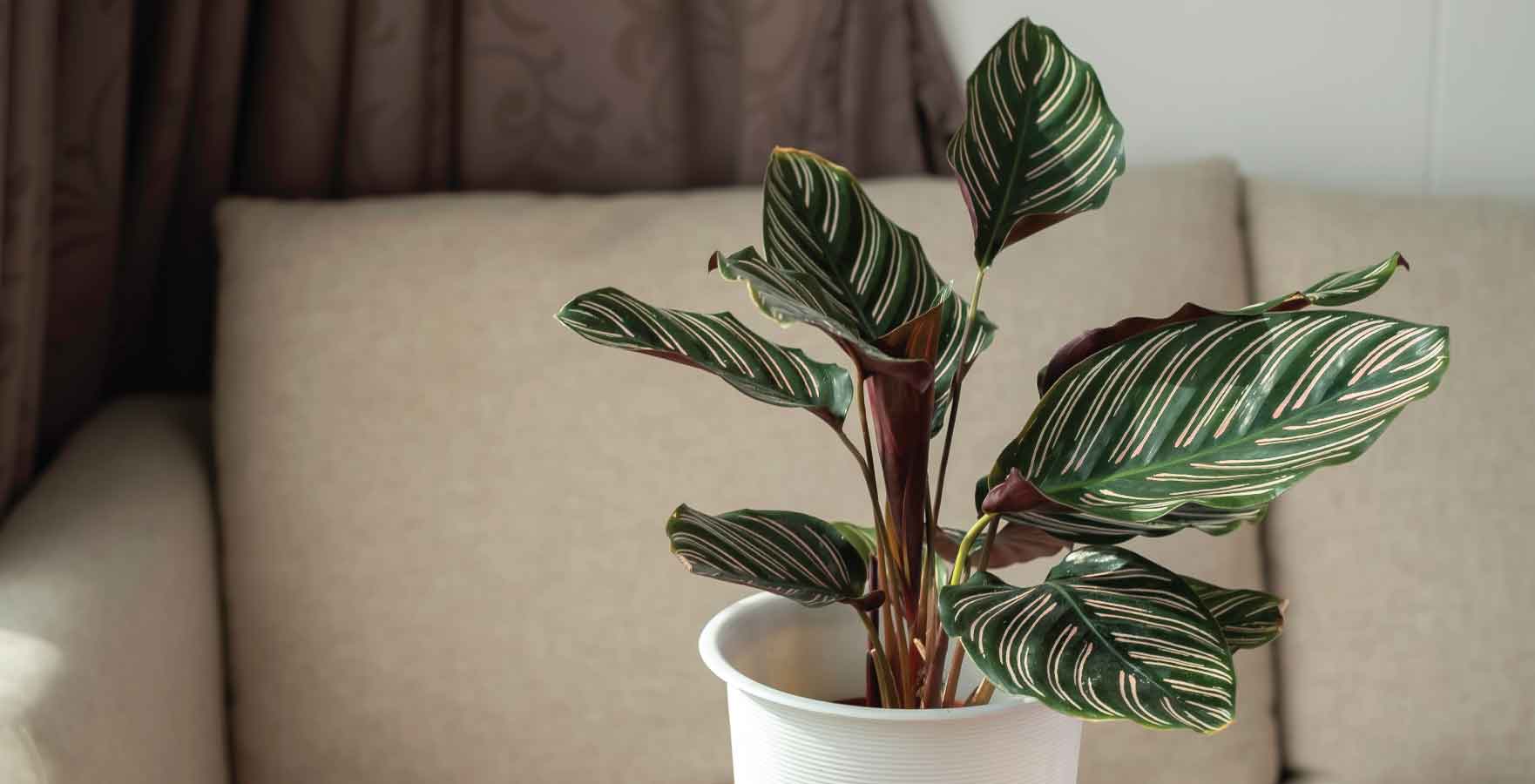 north-facing plants, Calathea