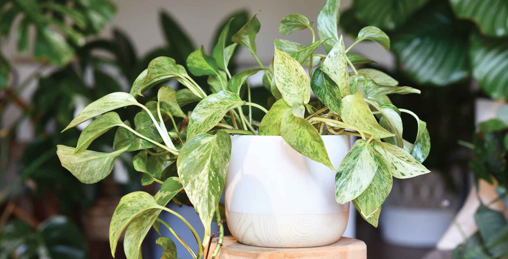 north-facing plants, Golden Pothos