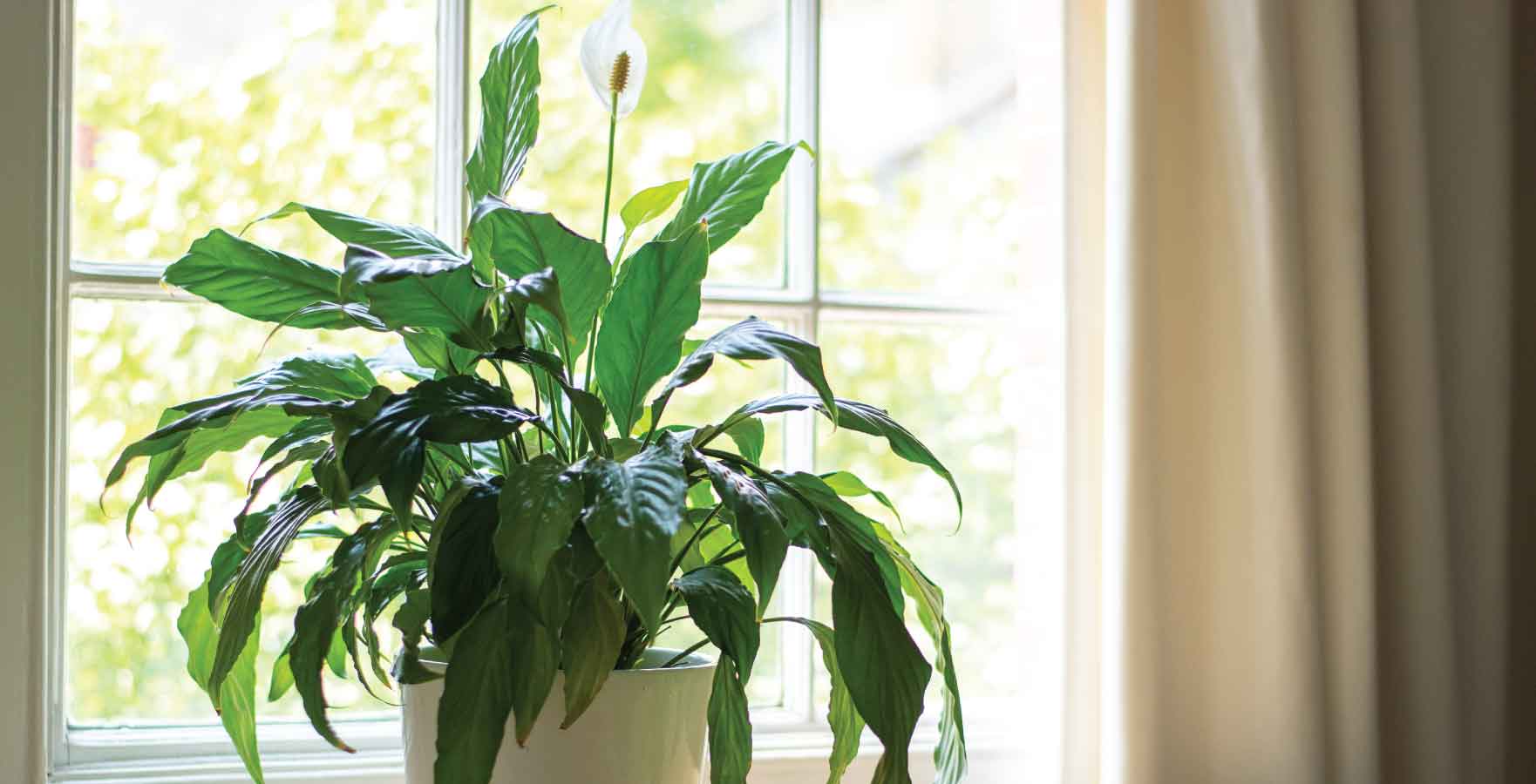 north-facing plants, Peace Lily