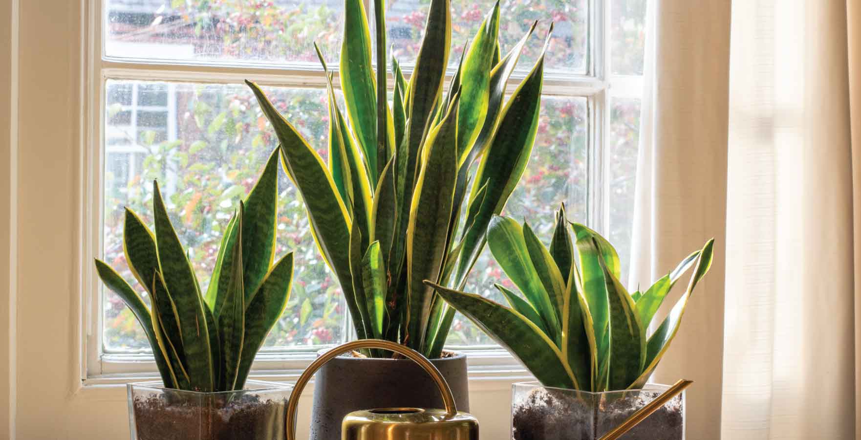 north-facing plants, Snake Plant