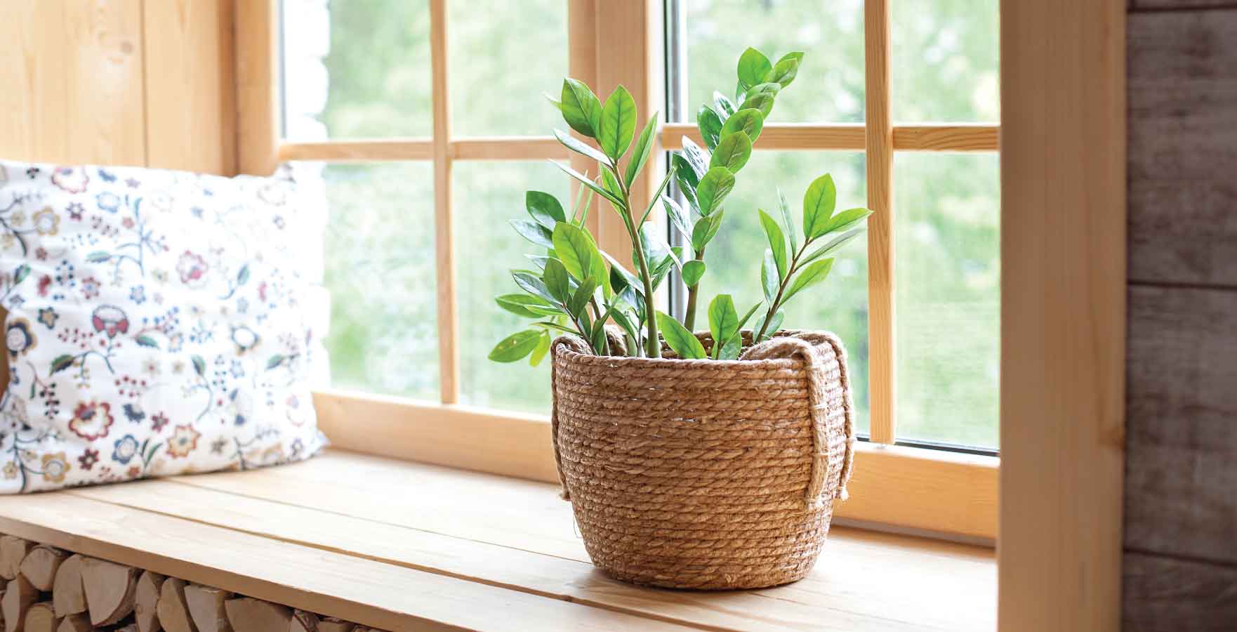north-facing plants, ZZ Plant