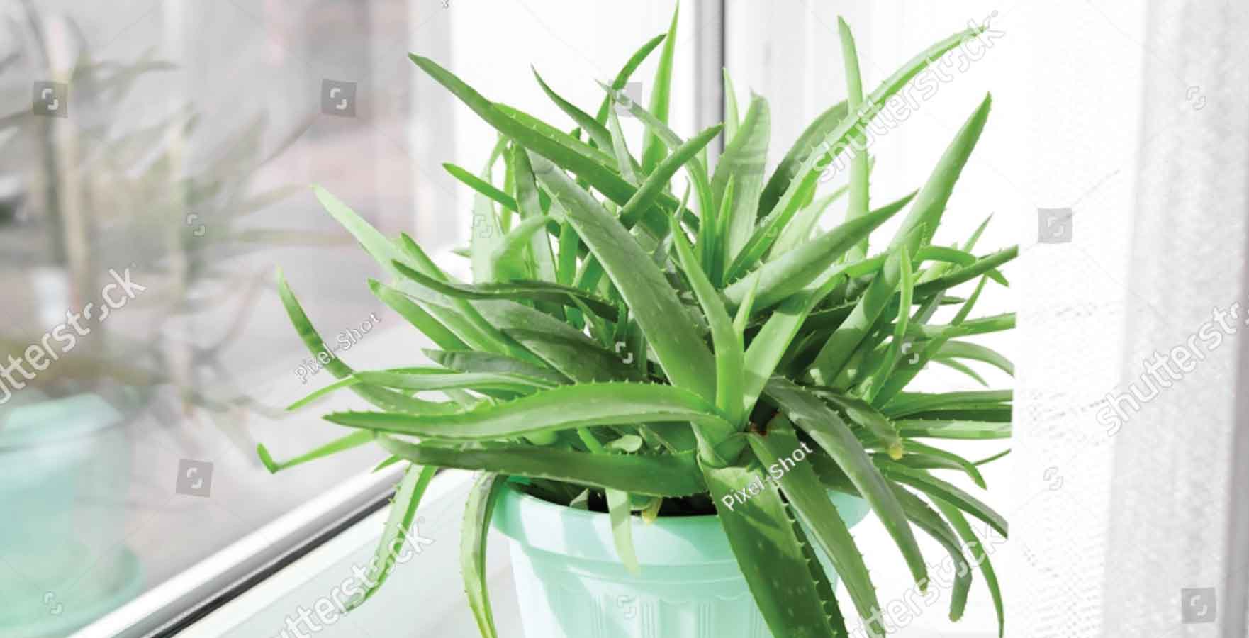 south-facing windows aloe plants