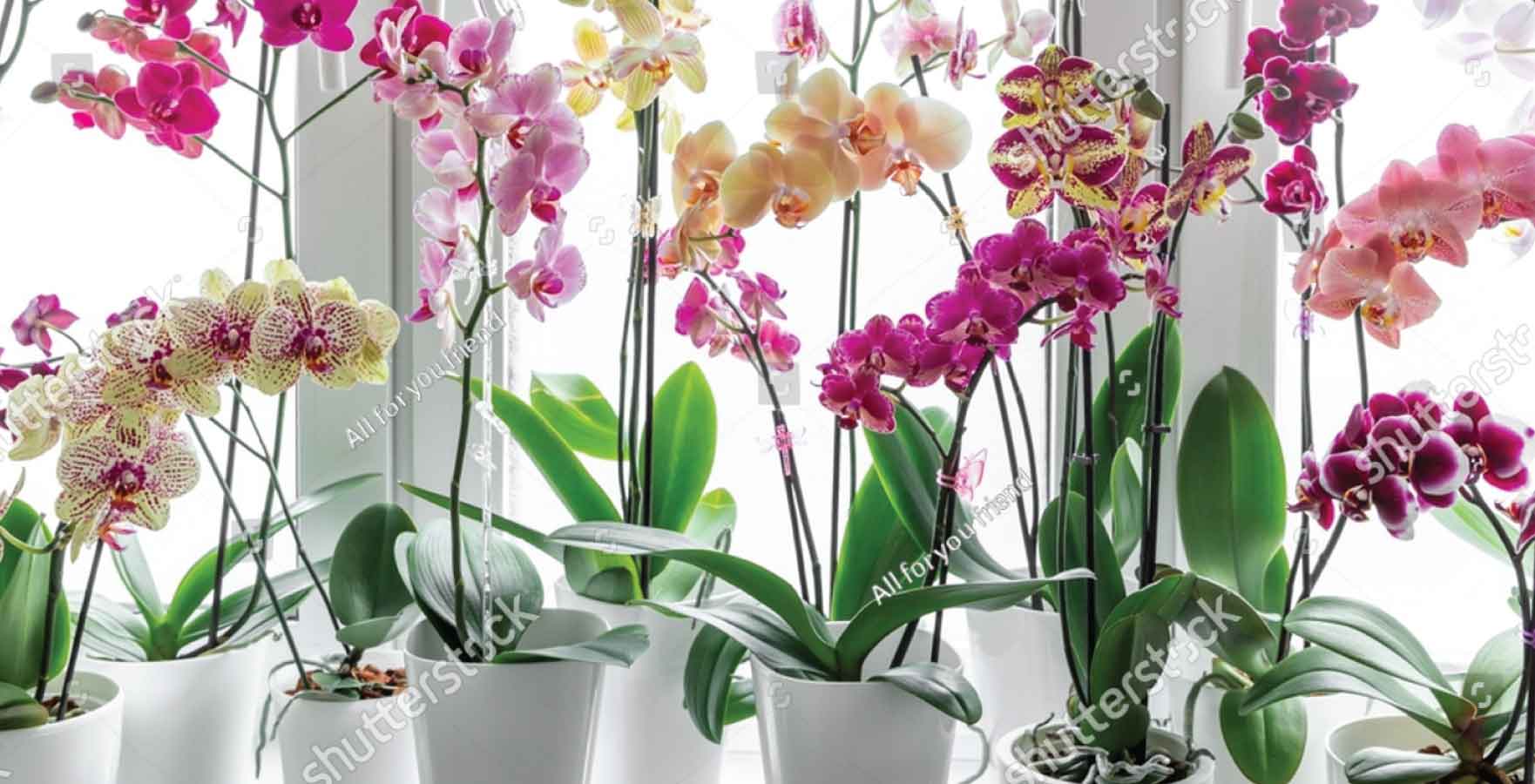south-facing windows orchid plants