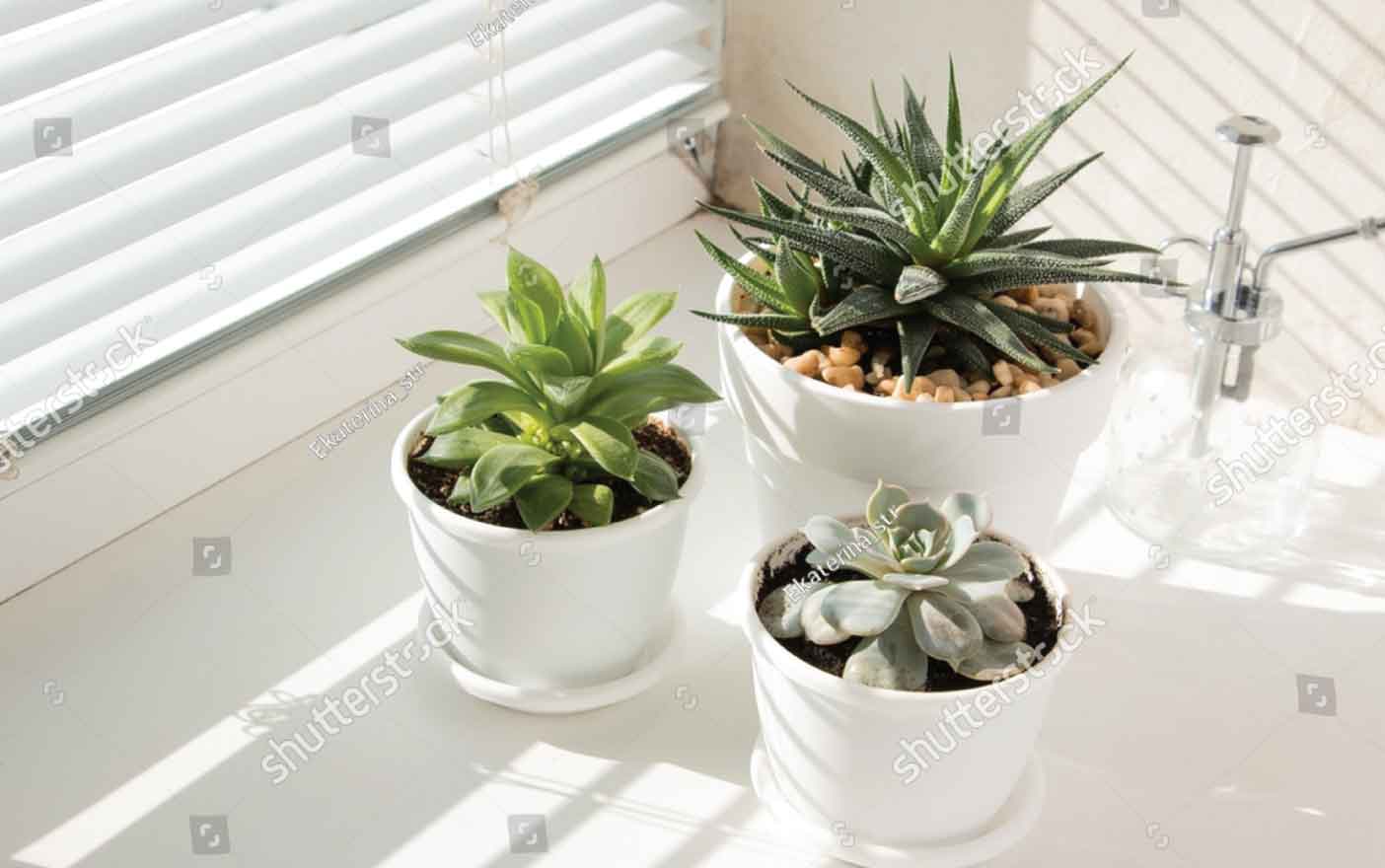best plants for south-facing windows